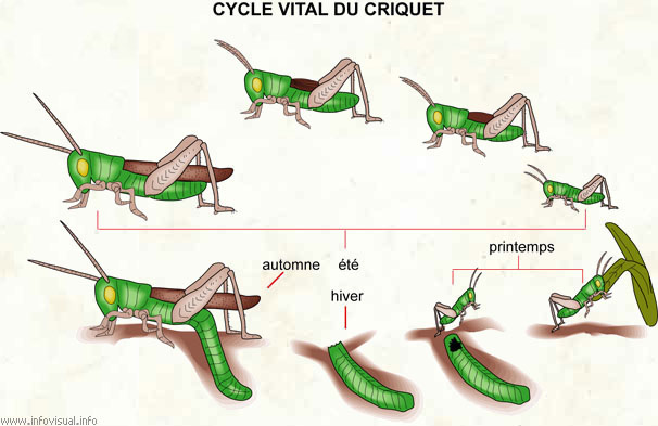 Cycle vital du criquet